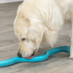 snake-jouet-chien-bleu-patee-friandise-occupation