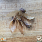 Oreilles de chevreuil séchées naturelles pour chien – friandise à mâcher