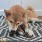Peau de bœuf 15 cm naturelle pour chien – friandise à mâcher