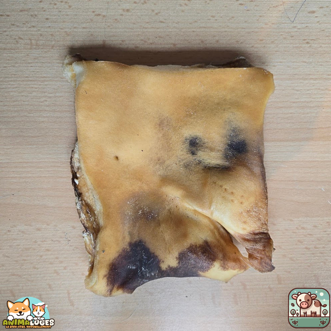 Plaque de peau de bœuf séchée présentée sur une table.