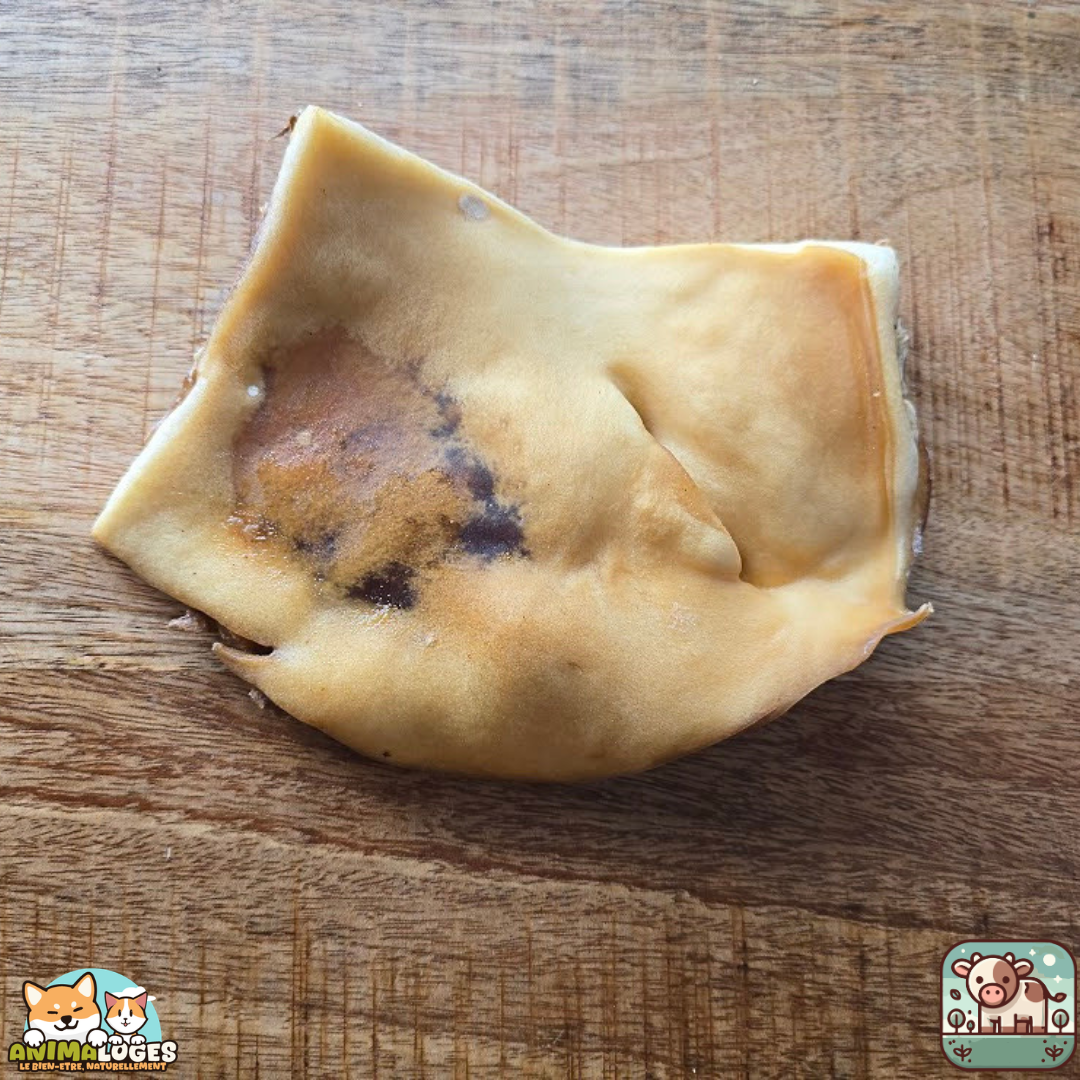 Plaque de peau de bœuf séchée présentée sur une table.