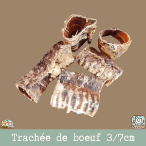 Une trachée de bœuf séchée posée sur une table.
