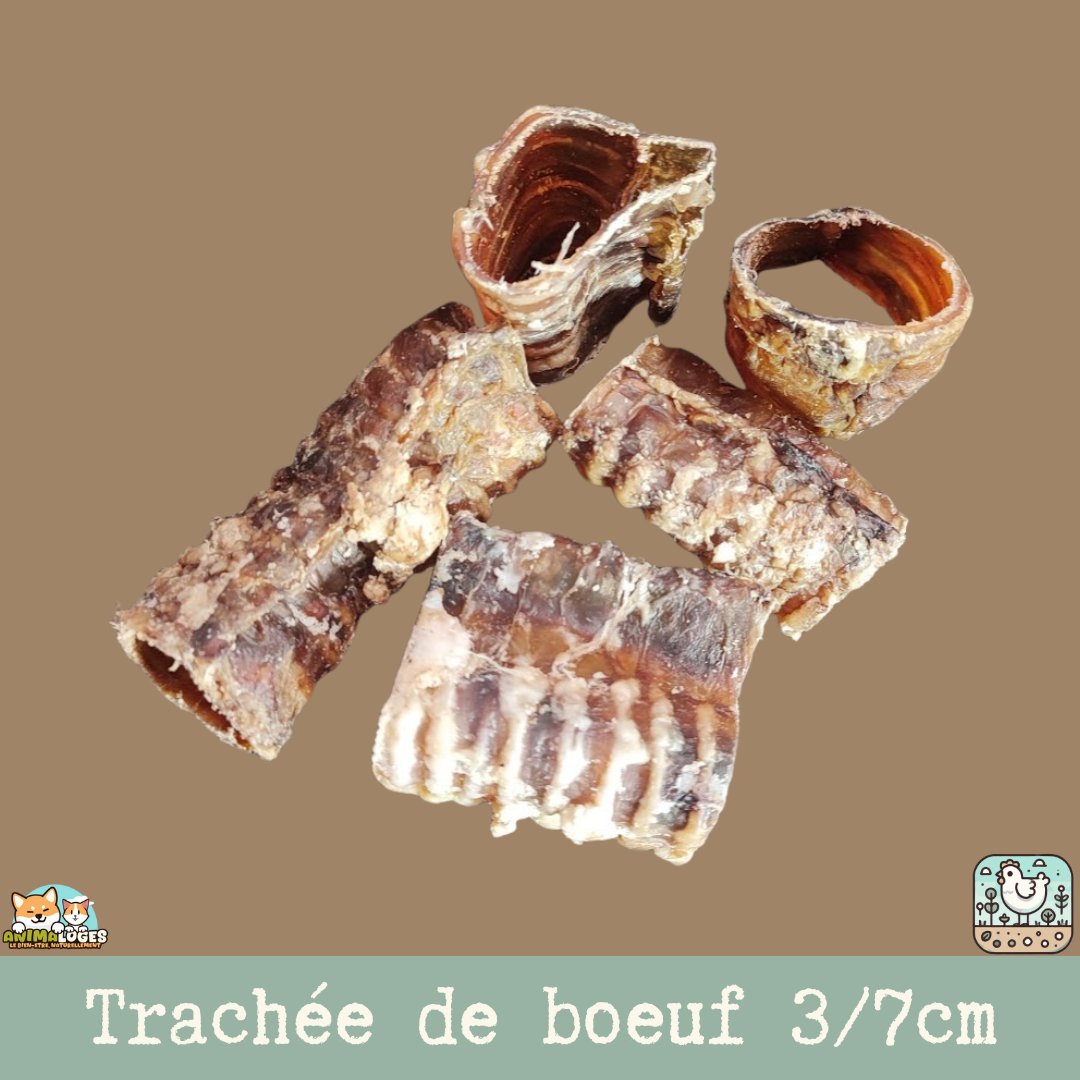 Une trachée de bœuf séchée posée sur une table.