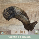 Une corne de mouton séchée pour chien en taille L. Idéal pour les chiens moyens.