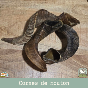 Une corne de mouton séchée pour chien