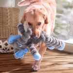 Un chien jouant avec le jouet Kong® Shakers Éléphant, secouant et interagissant avec le jouet.