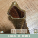 Une corne de mouton séchée pour chien en taille XL. Idéal pour les grands chiens.