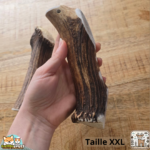 Bois de cerf entier naturel pour chien – mastication longue durée