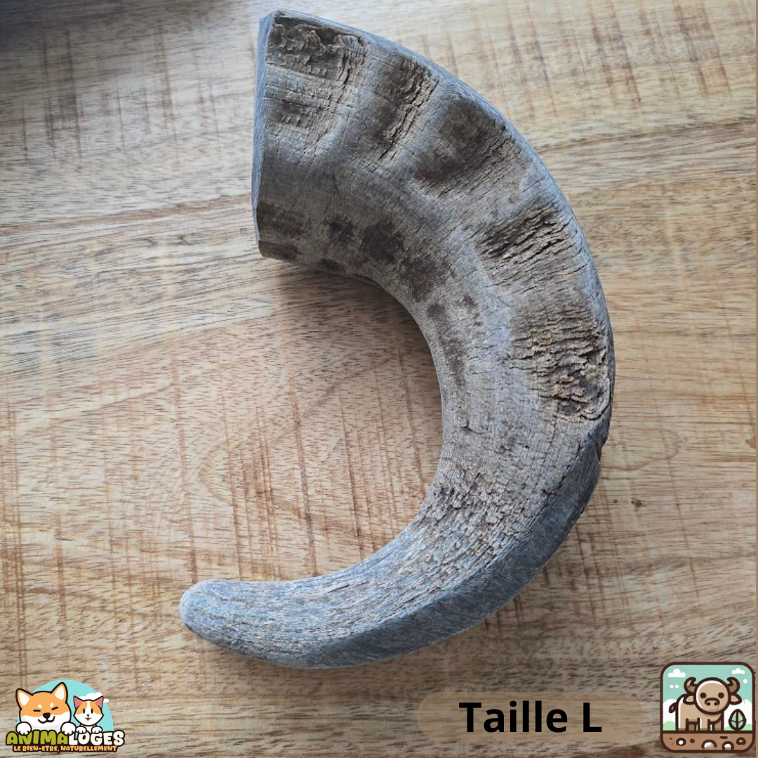 Corne de buffle creuse naturelle pour chien – friandise