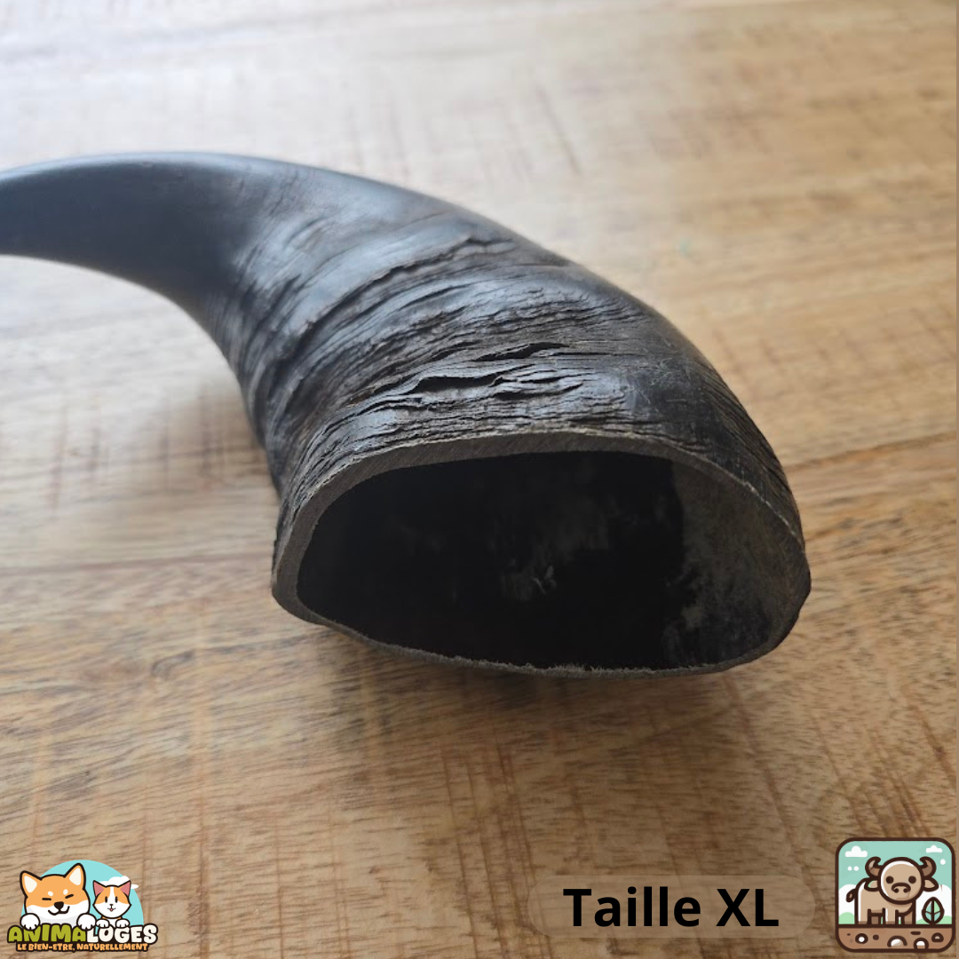 Corne de buffle creuse naturelle pour chien – friandise
