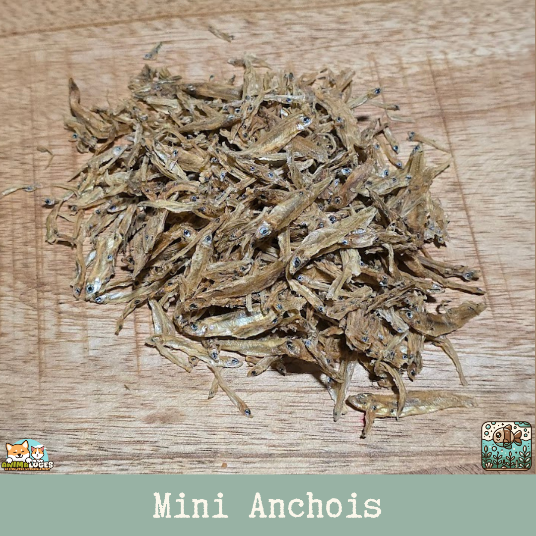 Mini Anchois séchés pour chiens et chats, friandise naturelle de la mer.