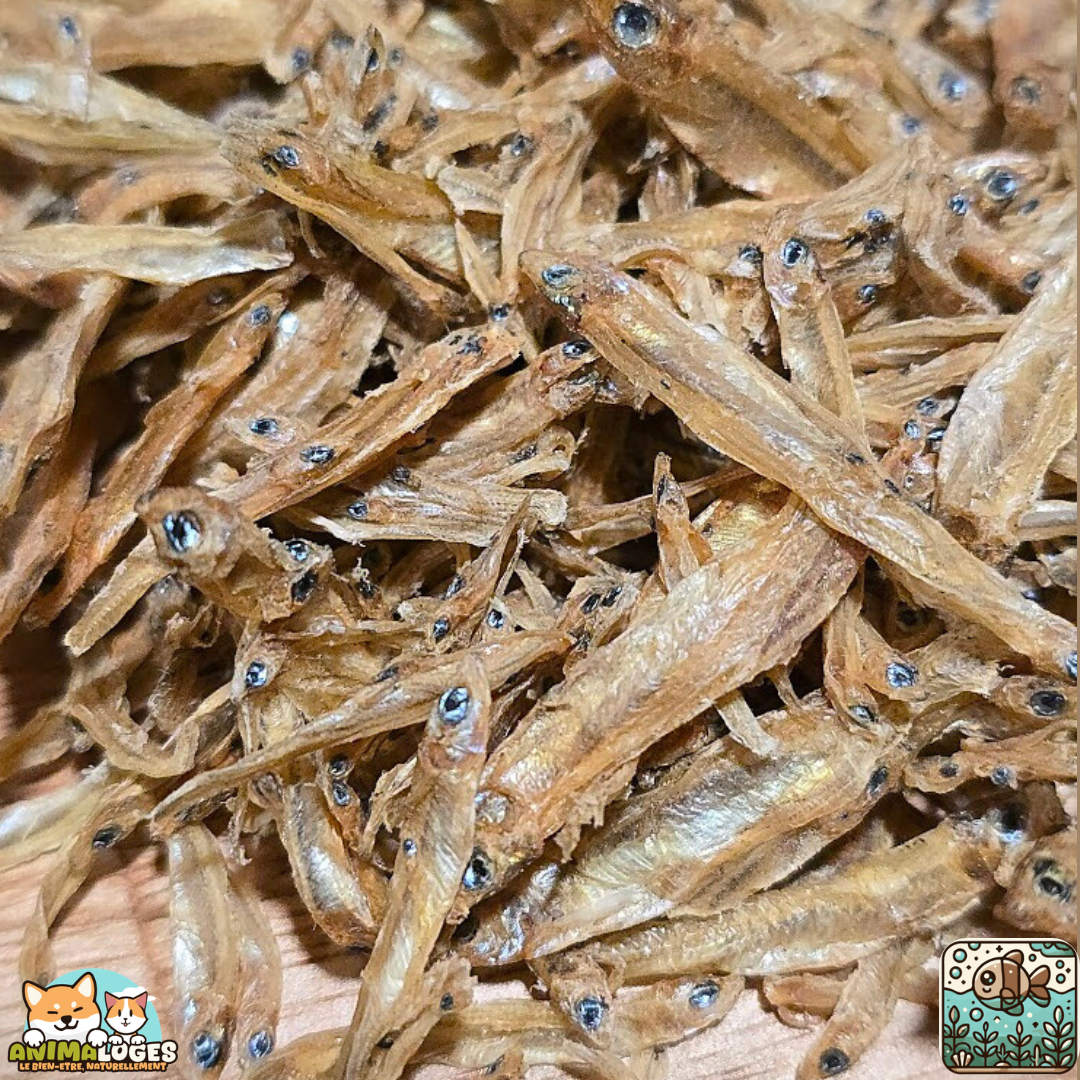 Mini anchois séchés naturels pour chien et chat – friandises poisson
