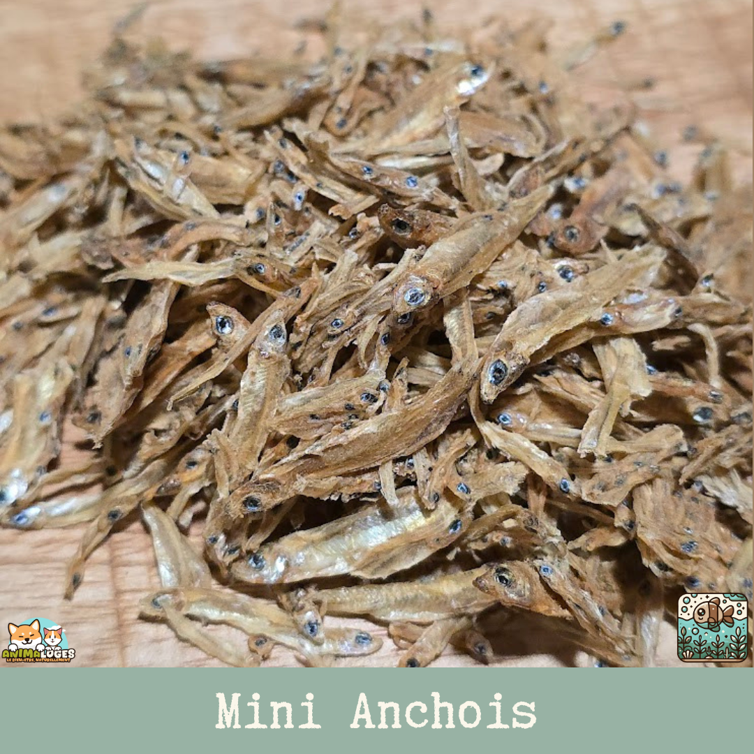 Mini Anchois séchés pour chiens et chats, friandise naturelle de la mer.