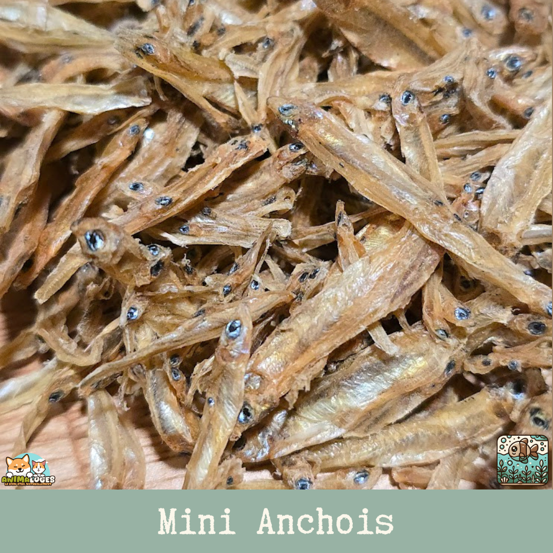 Mini Anchois séchés pour chiens et chats, friandise naturelle de la mer.
