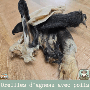 Oreilles d'agneau séchées avec poil, friandise naturelle pour chiens.