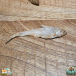 Anchois dorés séchés naturels pour chien – friandises poisson