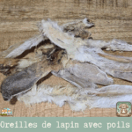 Oreilles de lapin avec poil étalées sur une surface rustique, montrant leur texture naturelle et la présence de poils.