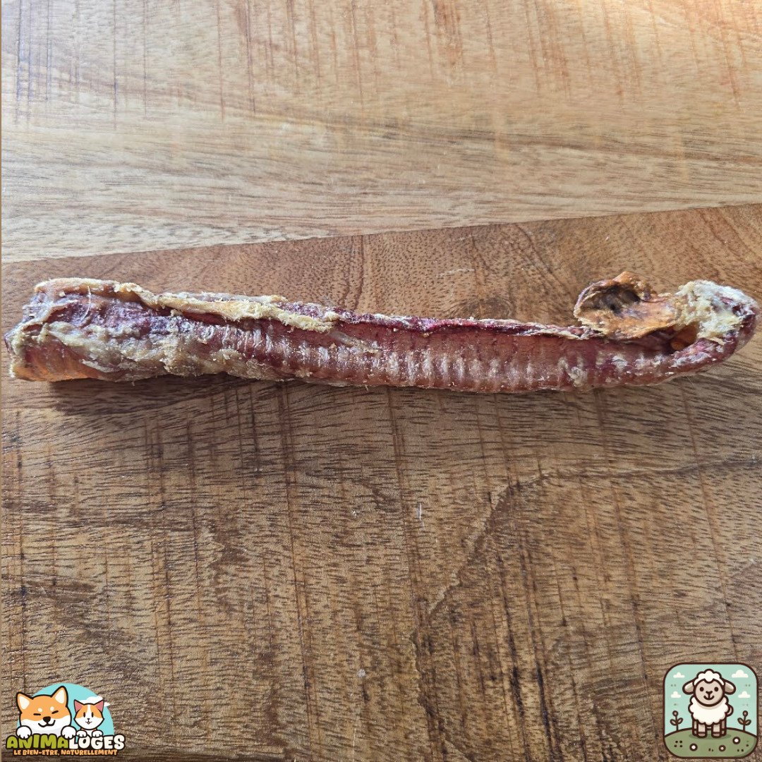 Trachée d’agneau séchée naturelle pour chien – friandise douce à mâcher