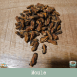 Friandises naturelles moules séchées pour chien et chat