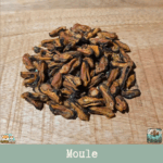 Friandises naturelles moules séchées pour chien et chat