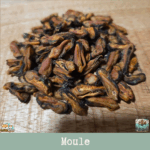 Friandises naturelles moules séchées pour chien et chat