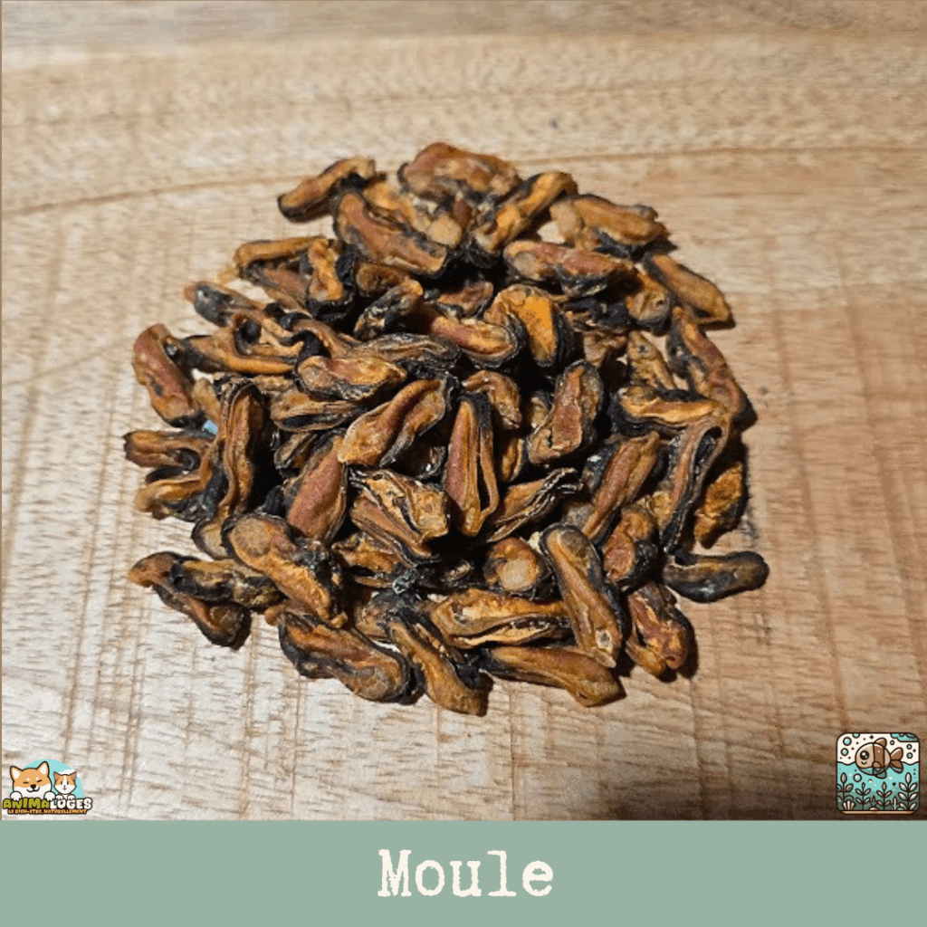 Friandises naturelles moules séchées pour chien et chat