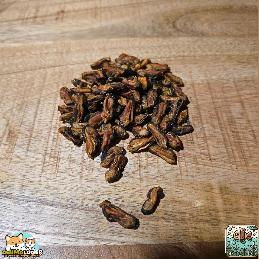 Moules séchées naturelles pour chien – friandises riches en oméga-3