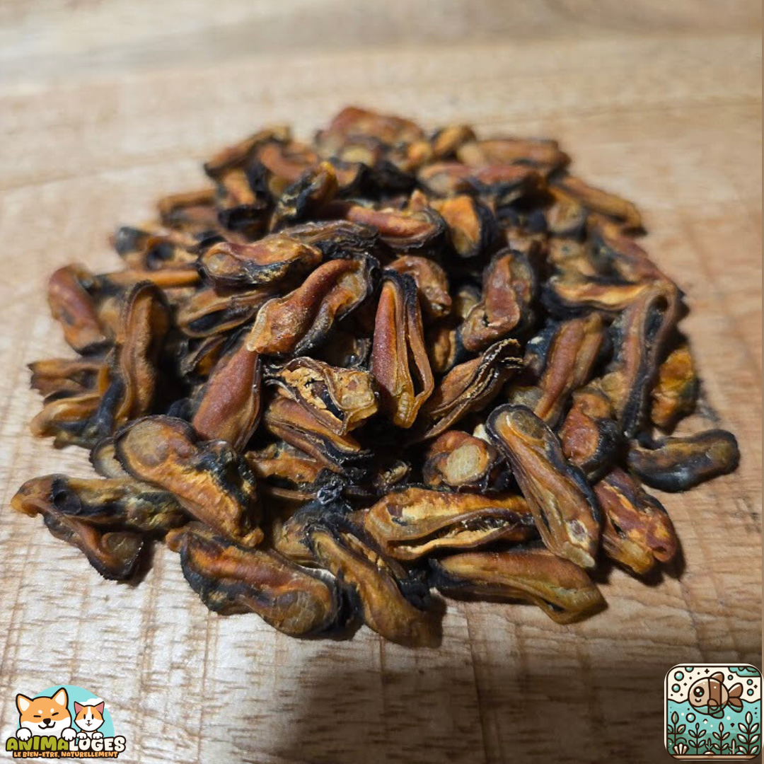 Moules séchées naturelles pour chien – friandises riches en oméga-3