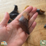 Sabot de chèvre naturel pour chien – friandise à mâcher