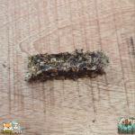 Bouchées de truite séchées naturelles pour chien – friandise au poisson