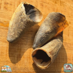 Corne de bœuf vide naturelle pour chien – friandise à mâcher longue durée