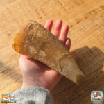 Corne de bœuf vide naturelle pour chien – friandise à mâcher longue durée