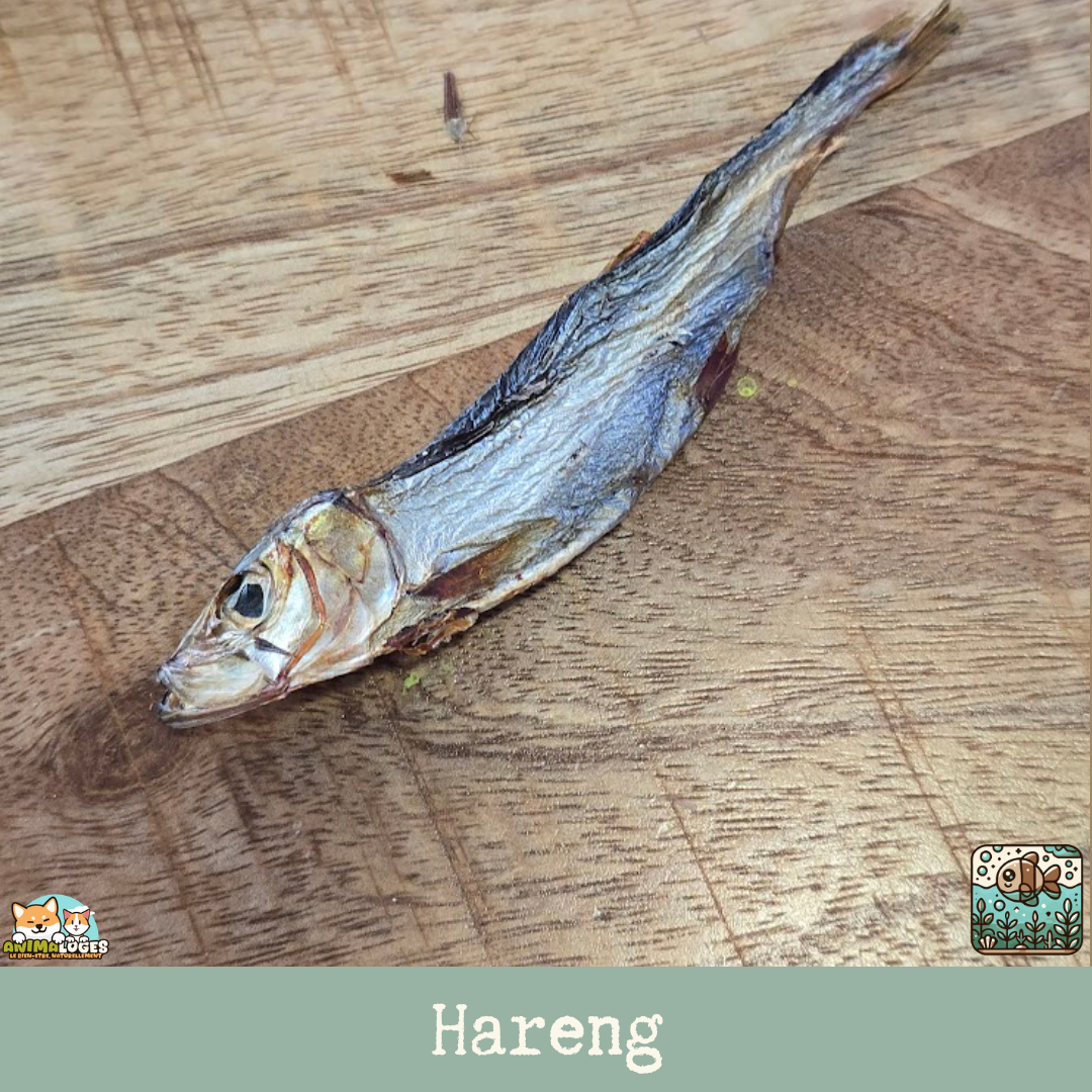 Hareng séché naturel pour chien – friandise poisson riche en oméga-3