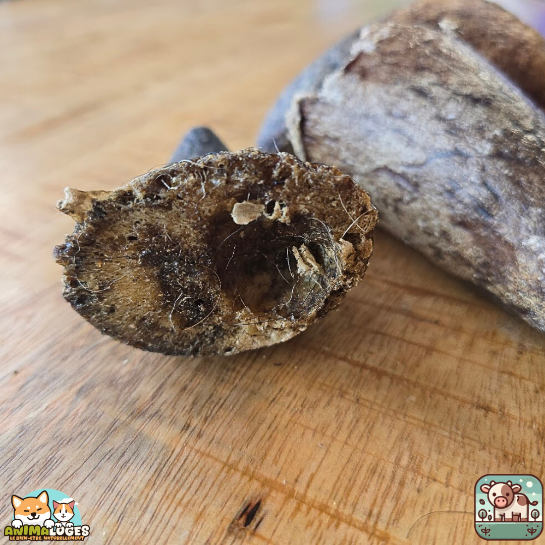 Noyau de corne de bœuf naturel pour chien – friandise à mâcher durable et savoureuse