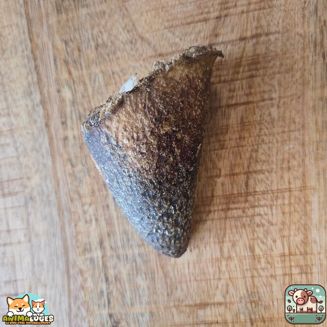 Noyau de corne de bœuf naturel pour chien – friandise à mâcher durable et savoureuse