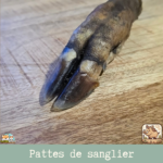 Patte de sanglier séchée naturelle pour chien – friandise robuste à mâcher
