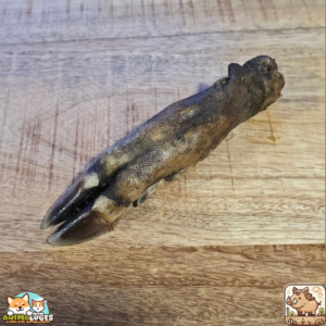 Patte de sanglier séchée naturelle pour chien – friandise robuste à mâcher