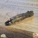 Patte de sanglier séchée naturelle pour chien – friandise robuste à mâcher