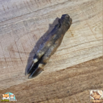 Patte de sanglier séchée naturelle pour chien – friandise robuste à mâcher