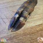 Patte de sanglier séchée naturelle pour chien – friandise robuste à mâcher