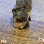 Patte de sanglier séchée naturelle pour chien – friandise robuste à mâcher