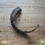 Corne de chèvre naturelle pour chien – friandise à mâcher en tailles S et M