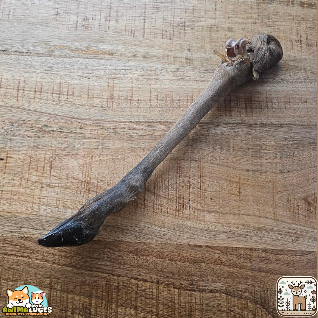 Patte de cerf séchée naturelle pour chien – friandise à mâcher riche en protéines