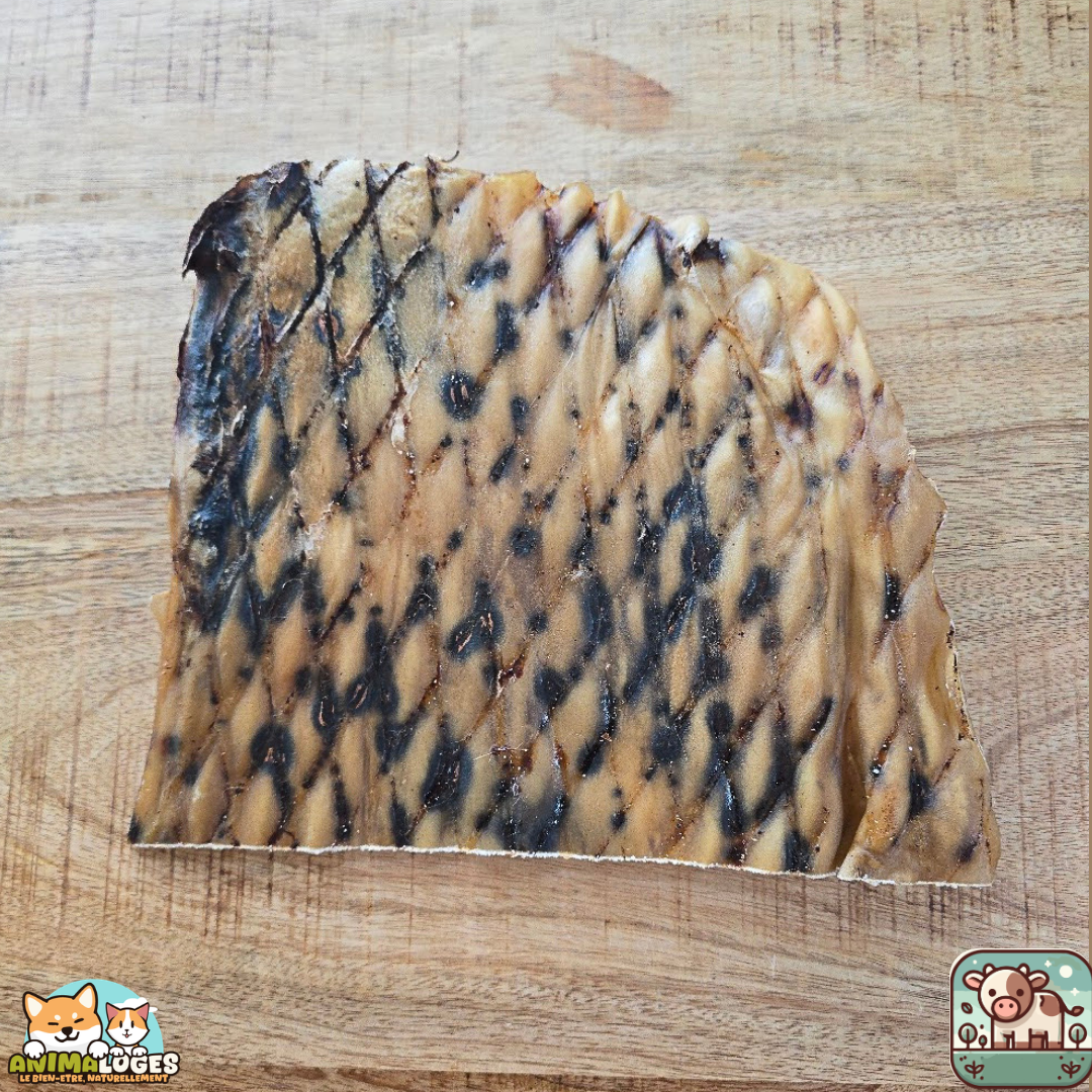 Peau de tête de bœuf XXL naturelle pour chien – mastication résistante
