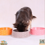 gamelle moderne chien facile entretien